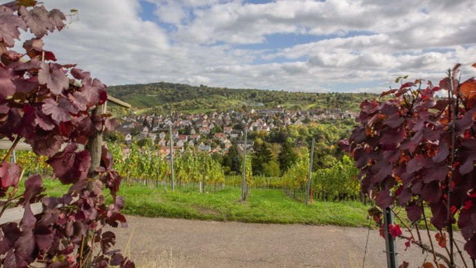 Weinreben mit roten Blättern rahmen den Blick auf eine Stadt in hügeliger Landschaft ein. Der Himmel ist bewölkt., © Stuttgart-Marketing GmbH Weinreben mit roten Blättern rahmen den Blick auf eine Stadt in hügeliger Landschaft ein. Der Himmel ist bewölkt., © Stuttgart-Marketing GmbH