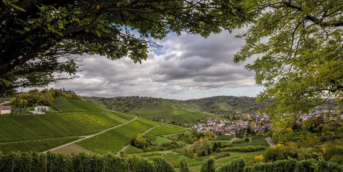 Weinberge in Stuttgart mit Blick auf Untertürkheim, umrahmt von grünen Bäumen und bewölktem Himmel., © Stuttgart-Marketing GmbH, Darryl MacDonald Weinberge in Stuttgart mit Blick auf Untertürkheim, umrahmt von grünen Bäumen und bewölktem Himmel., © Stuttgart-Marketing GmbH, Darryl MacDonald