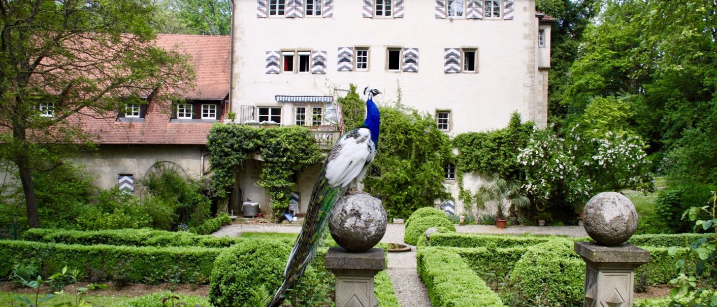 A peacock sits on a stone sphere in front of Schaubeck Castle, surrounded by manicured gardens and green vegetation., © FGA_GF