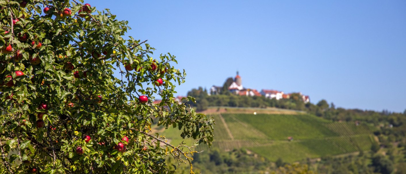 Ein Apfelbaum mit roten Äpfeln im Vordergrund, dahinter Weinberge und ein Gebäude auf einem Hügel unter klarem, blauem Himmel., © SMG_Achim Mende
